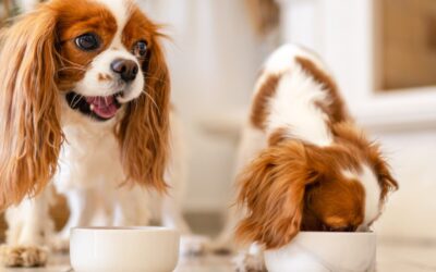 The Importance of Protein in Your Pet’s Diet