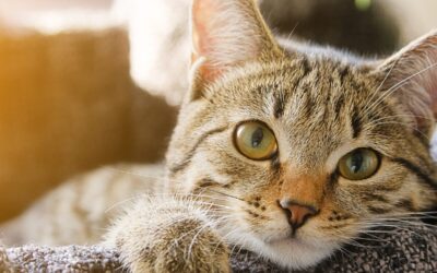 6 signs your cat really loves you