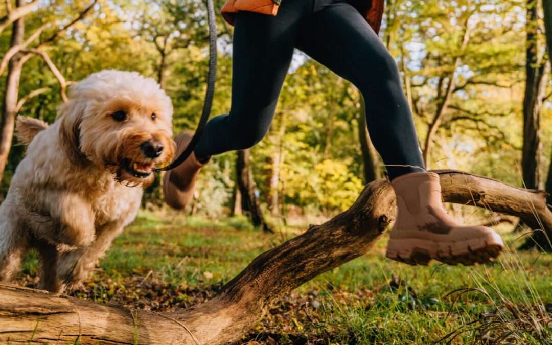 Reasons why training is good for dogs