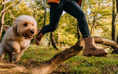 Reasons why training is good for dogs